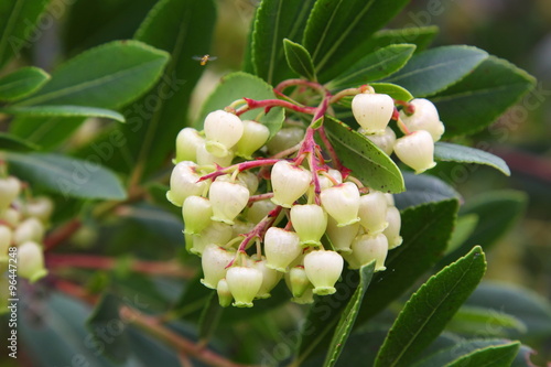 Arbutus flowers - Fiori di Corbezzolo - Blumen Erdbeerbaum - Fleurs d'arbousiers