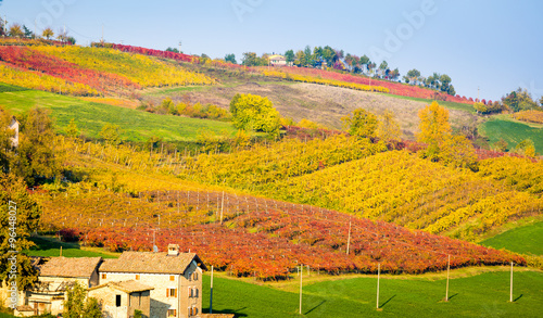 Castelvetro di Modena, vineyards in Autumn, italy
 photo