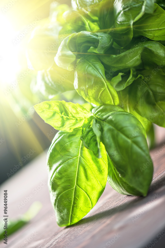 Obraz premium Fresh organic basil