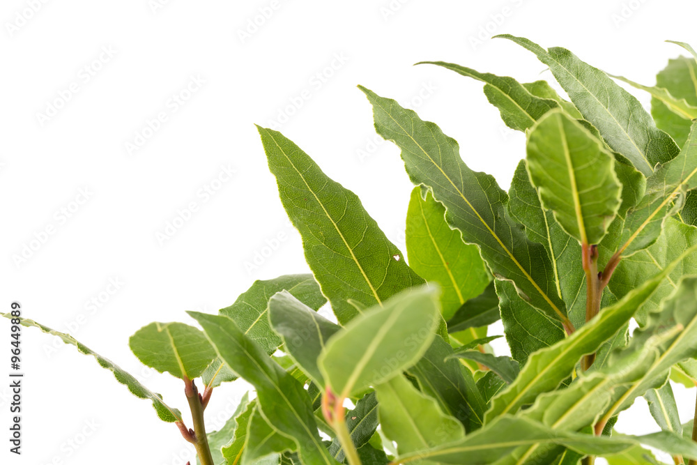 Obraz premium Fresh bay leaves