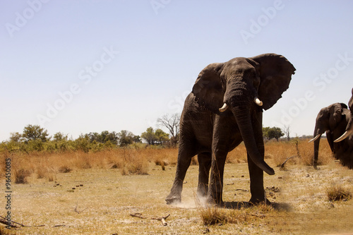 African elephants, Loxodon africana, in Bwabwata National Park , Namibia © vladislav333222