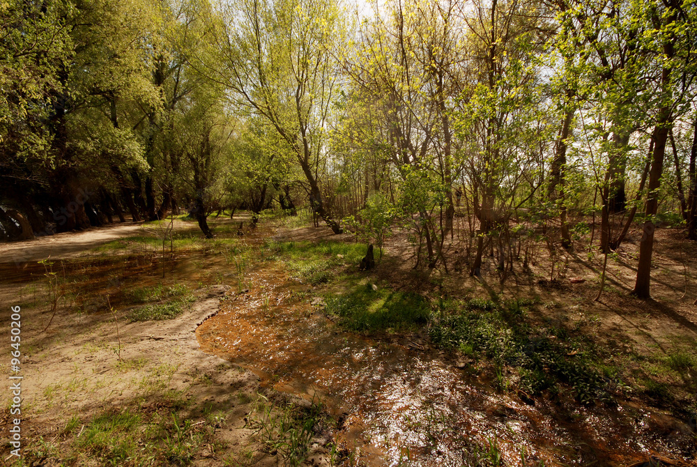 Obraz premium forest beside river