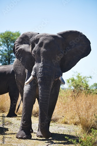 African elephants  Loxodon africana  in Bwabwata National Park   Namibia