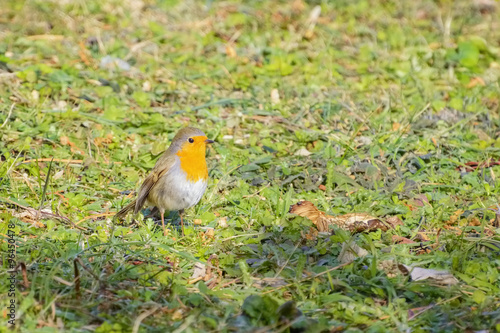 An European Robin