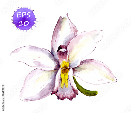 Single flower of white orchid