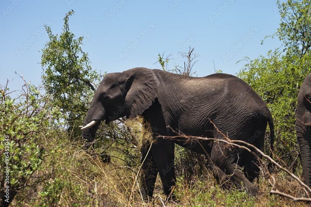 African elephants feeding in dense bush, in the Bwabwata National Park, Namibia