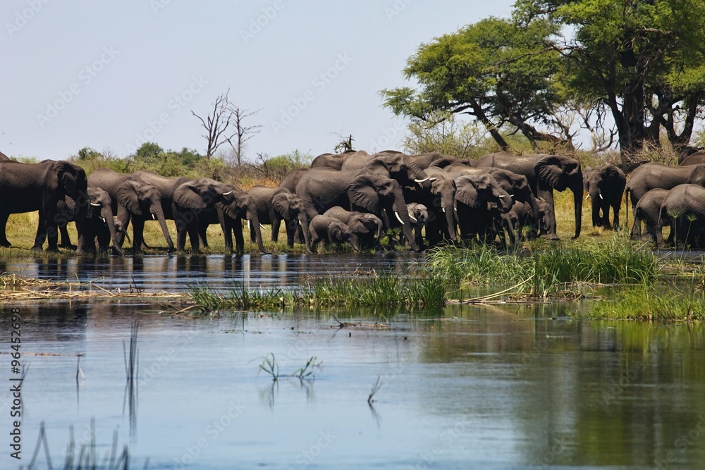 Fototapeta premium elephants at waterhole horseshoe, in the Bwabwata National Park, Namibia