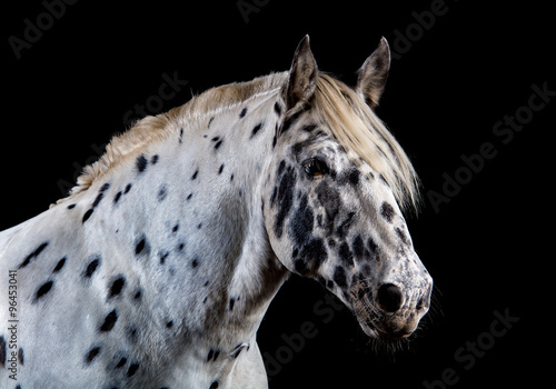 Fototapeta Naklejka Na Ścianę i Meble -  Noriker