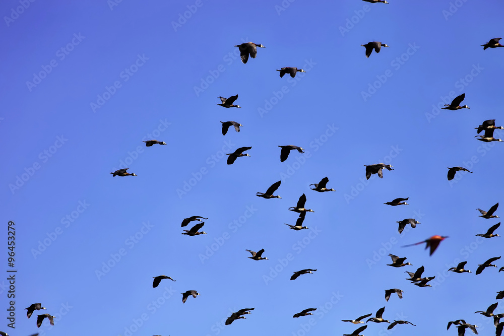 flying flock of White-faced Whistling Duck, Dendrocygna viduata, Namibia