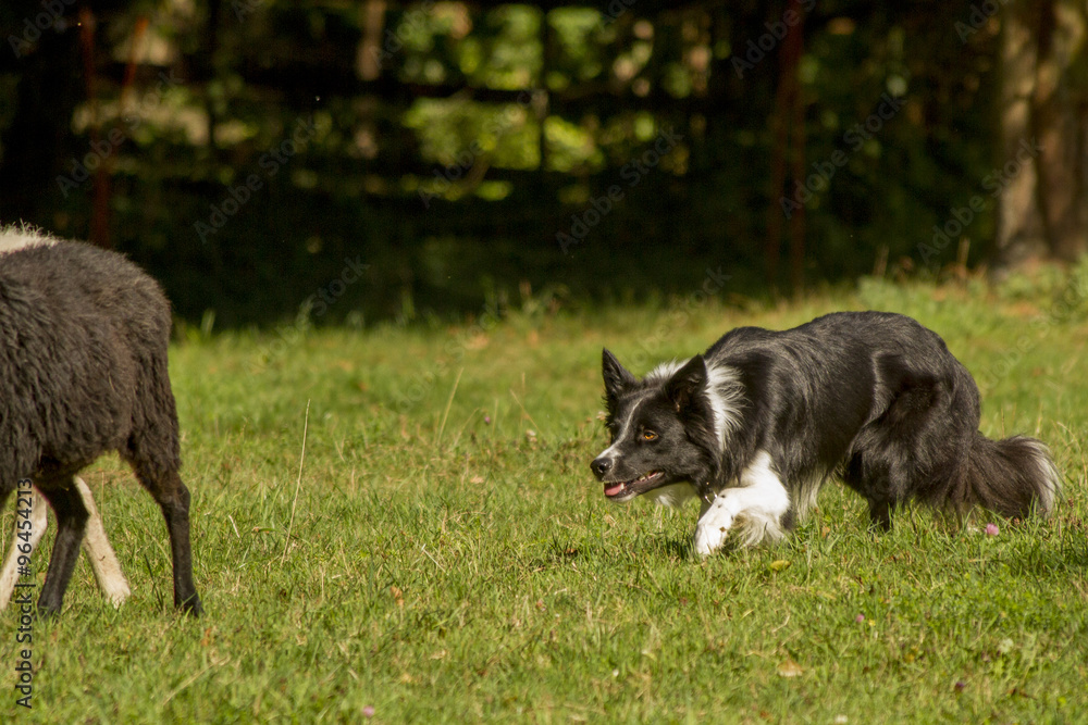 Fototapeta premium Border Collie beim Hüten