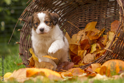 Kooikerhondje - Welpe