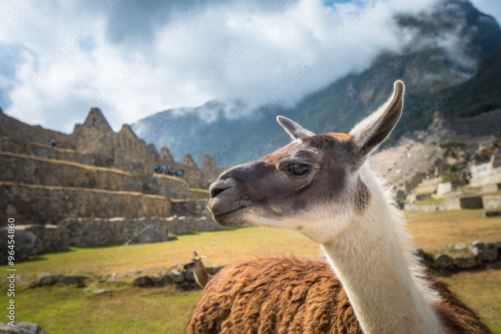 Fototapeta premium Machu Picchu, UNESCO World Heritage Site. One of the New Seven Wonders of the world