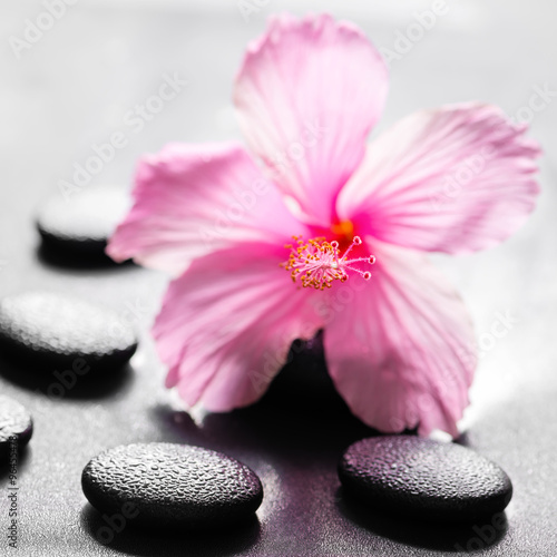 beautiful spa concept of pink hibiscus flower on zen basalt ston