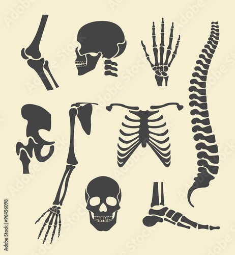 Human skeleton. Vector black illustration set