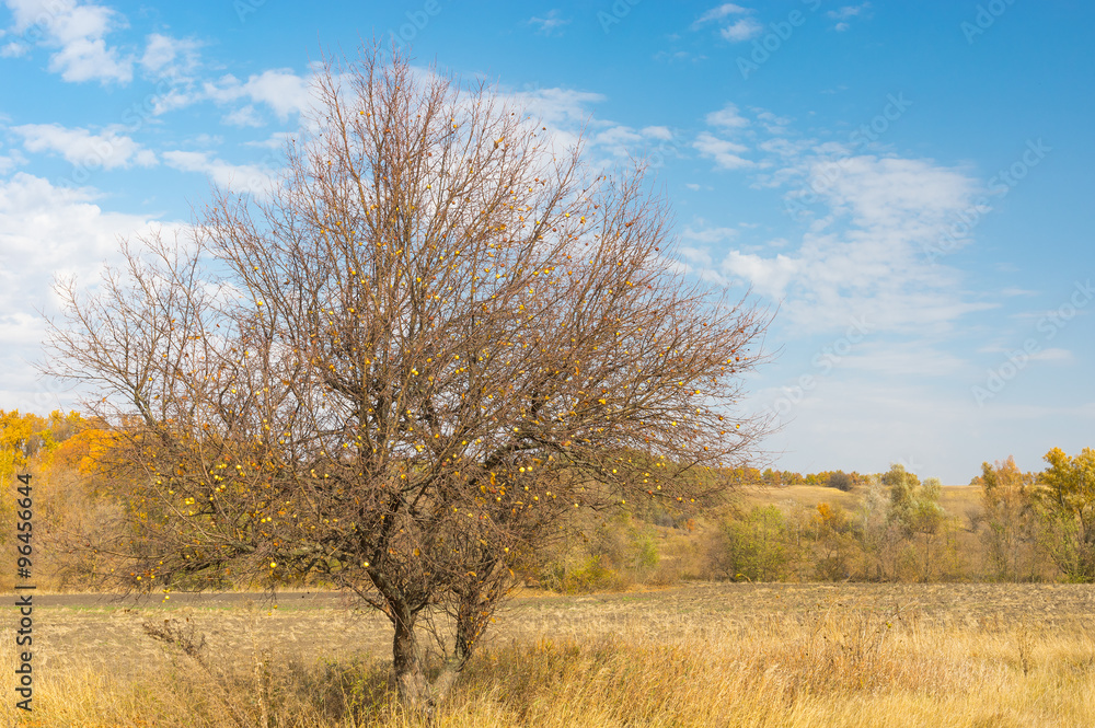 Wild branchy apple tree on the on the edge of agricultural field in Sumskaya oblast, Ukraine