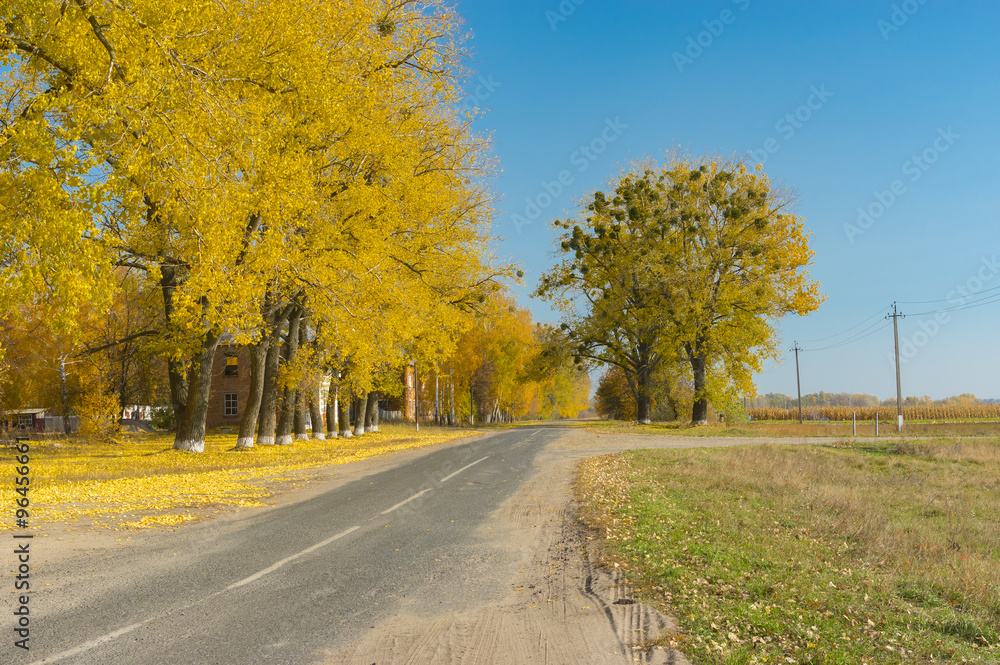 Obraz premium Autumnal street of small village Synivka in Sumskaya oblast, Ukraine