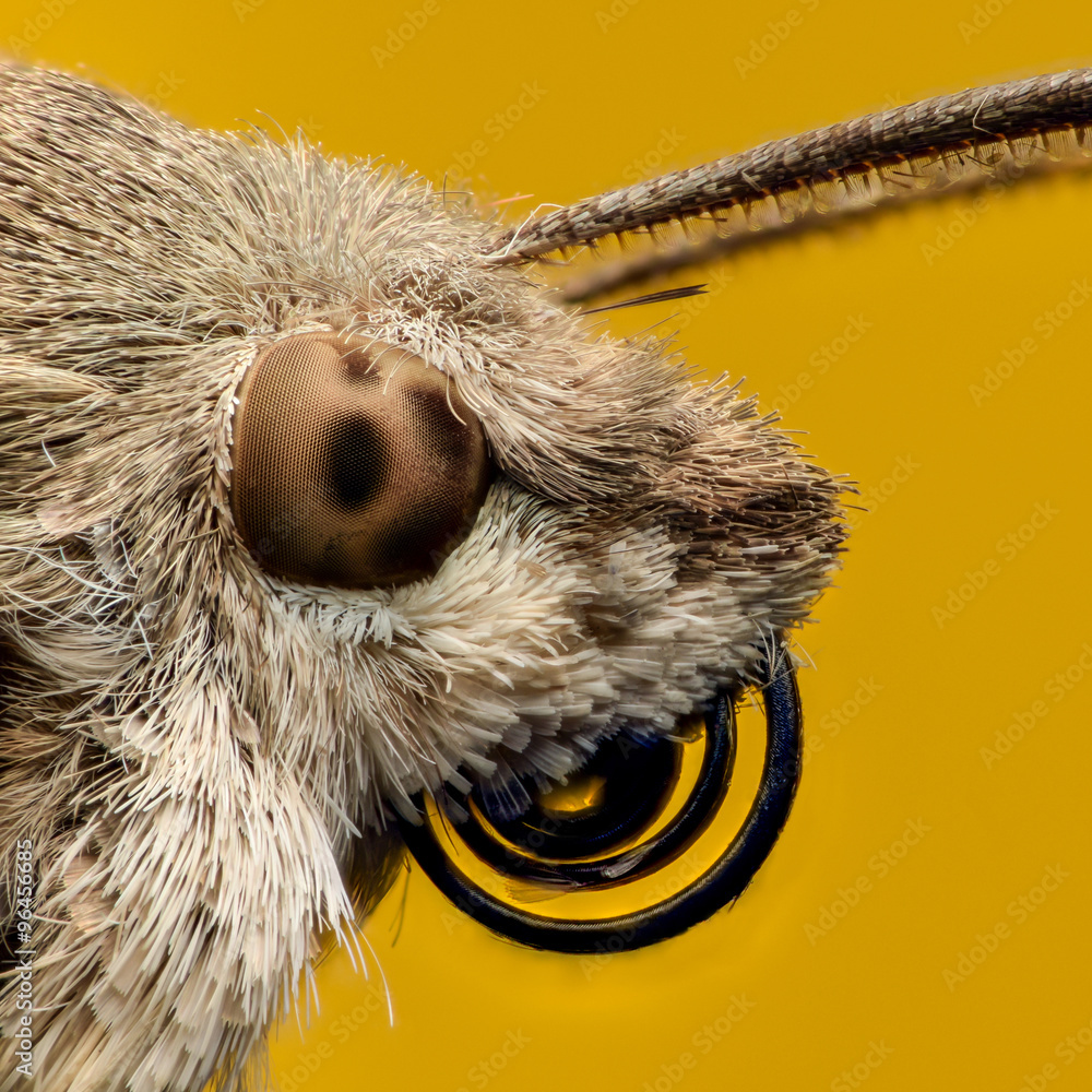 Fototapeta premium Hummingbird hawk-moth portrait, extreme magnification