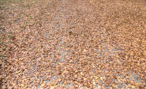 Autumn Leaves Carpet
