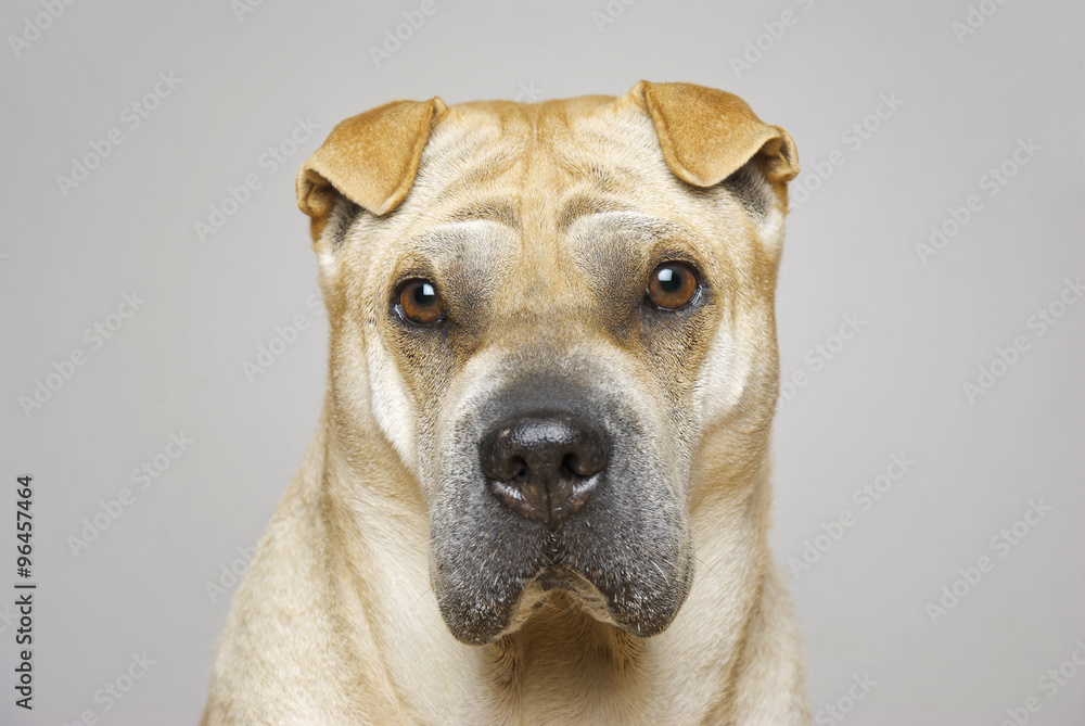 Obraz premium shar pei