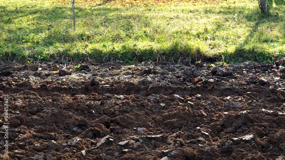 Tractor plowing land in the orchard in Autumn
Tractor plowing land in the orchard in Autumn