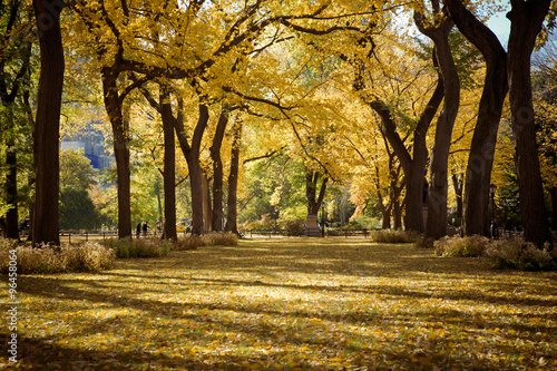 Canvas Print Central Park in New York City on autumn Day