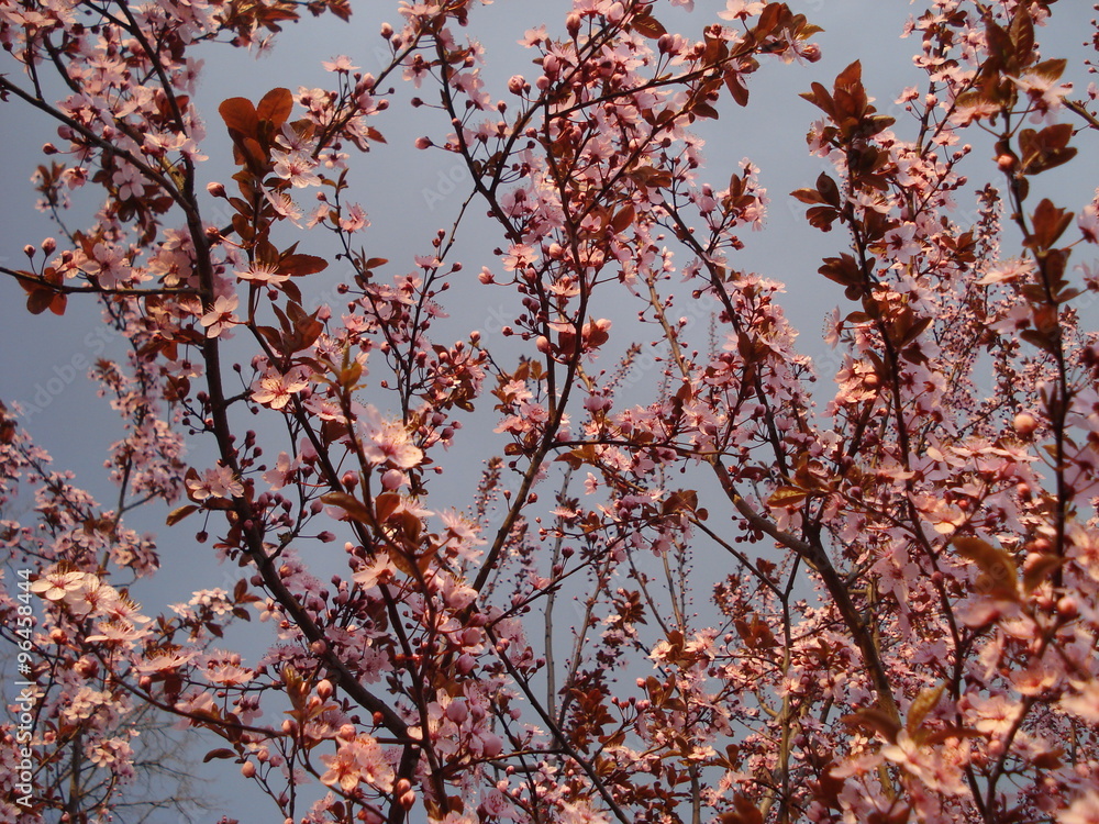 Flowering tree twigs on cloudy grey sky Flowering tree twigs on cloudy grey sky