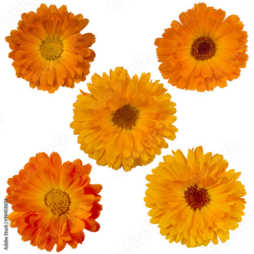 Fototapeta Naklejka Na Ścianę i Meble -  five marigold flowers