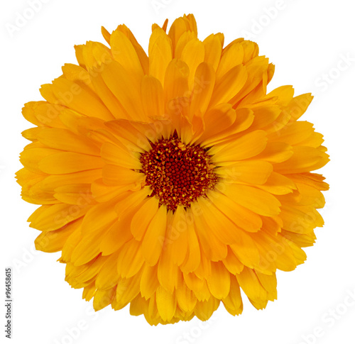 flower calendula