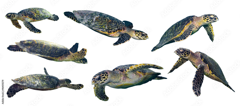 Fototapeta premium isolated sea turtle set on white background
