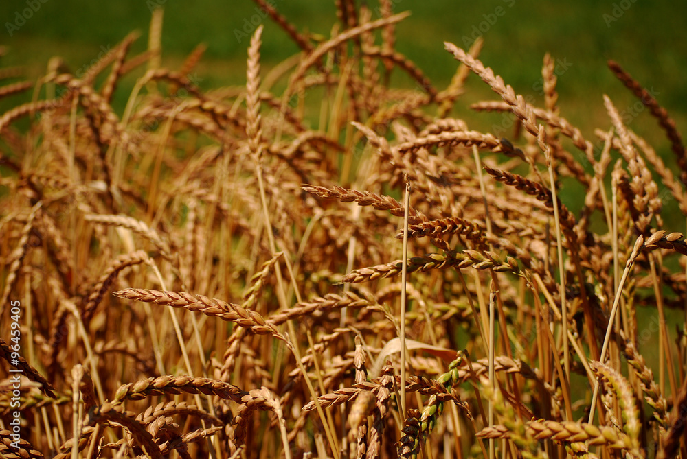 wheat field wheat field