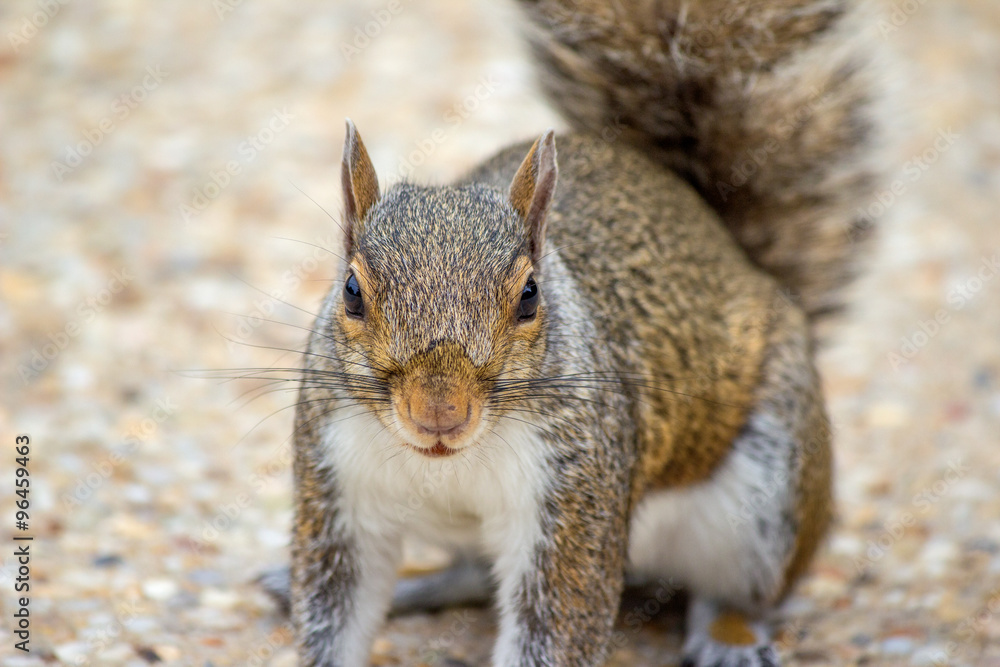 Sitzendes Grauhörnchen (Sciurus carolinensis) grey squirrel Sitzendes Grauhörnchen (Sciurus carolinensis) grey squirrel