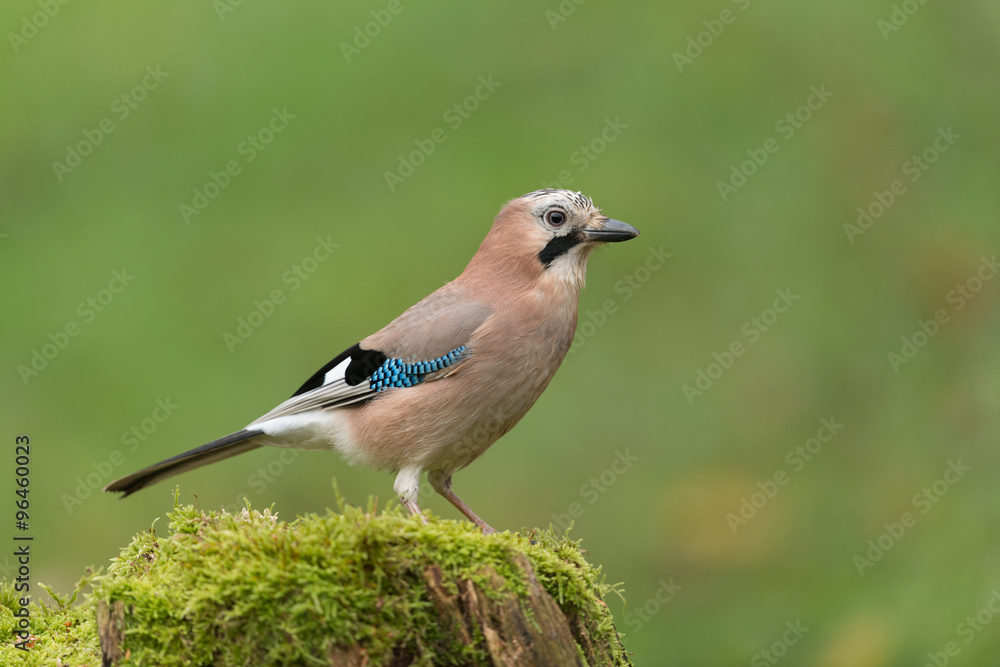 Eichelhäher, Eurasian jay, Garrulus glandarius Eichelhäher, Eurasian jay, Garrulus glandarius