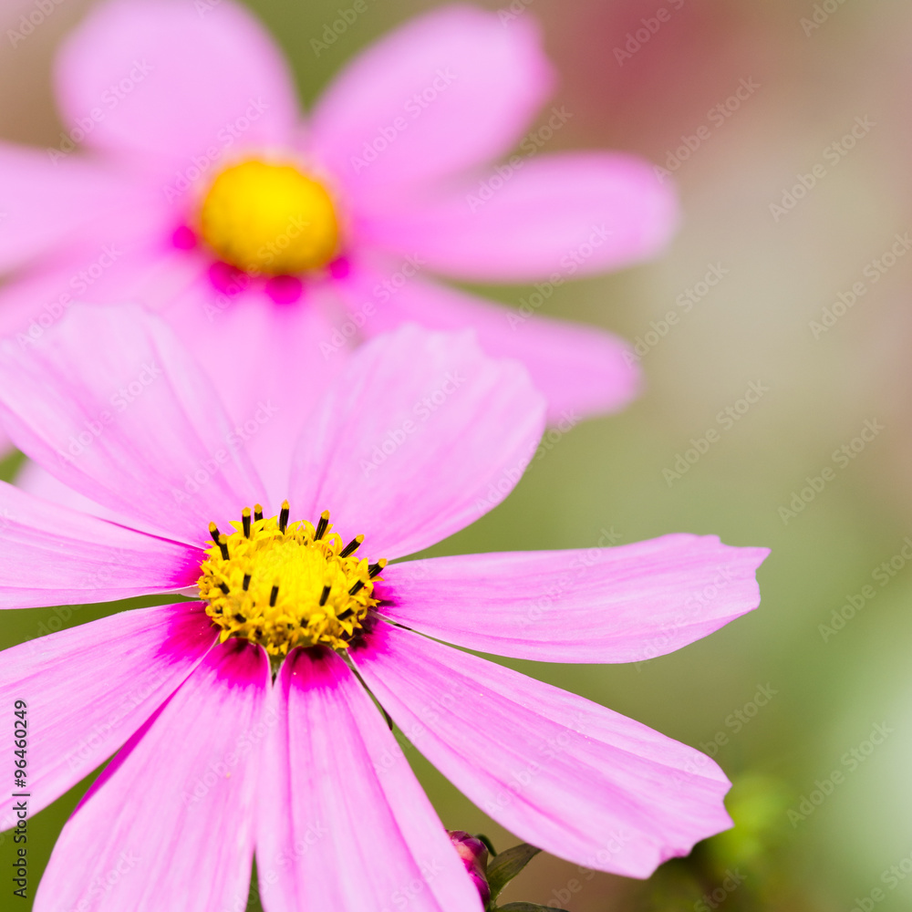 pink flowers