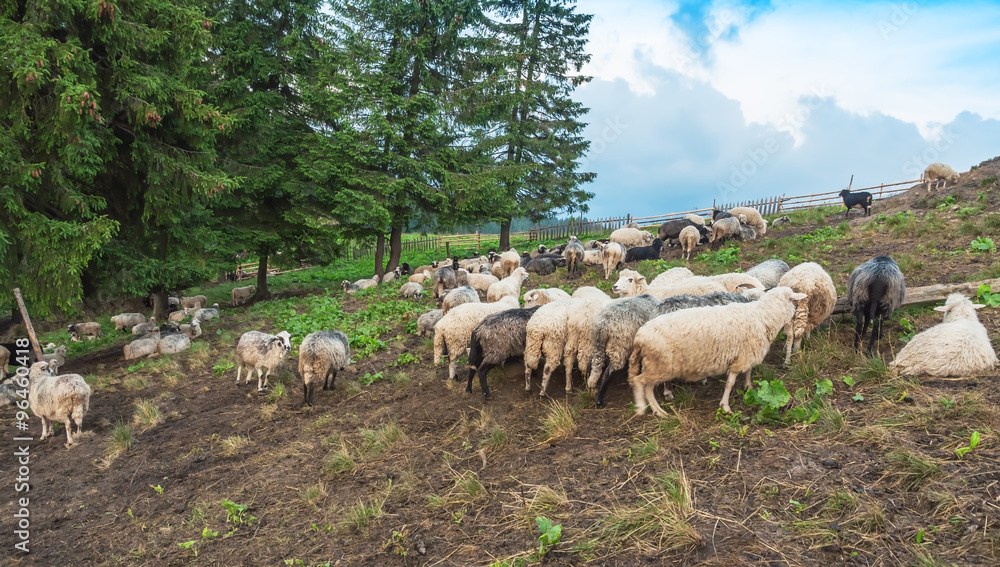 Obraz premium flock of sheeps