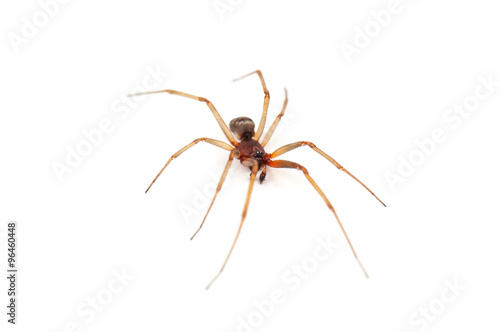 live brown spider