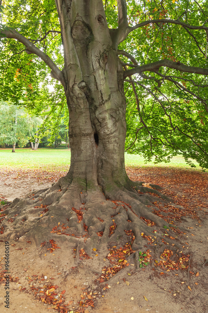 Fototapeta premium old tree root