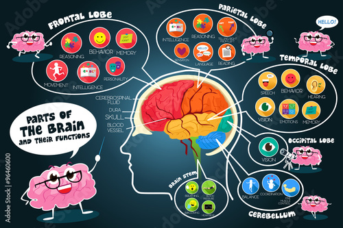 Infographic Parts and Functions of Brain