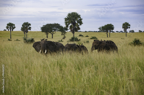 Elephants crossing the grasslands