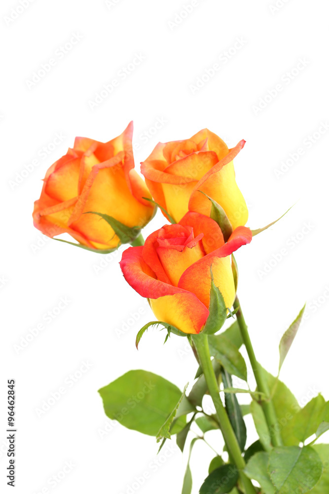 Bouquet of orange roses on white background Bouquet of orange roses on white background