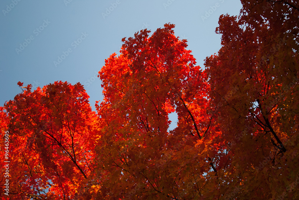 Fiery maple tree in late afternoon