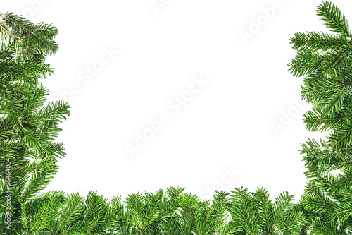 green branch of christmas tree on the white background