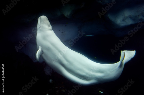 Fotografie, Obraz Beluga whale white dolphin portrait