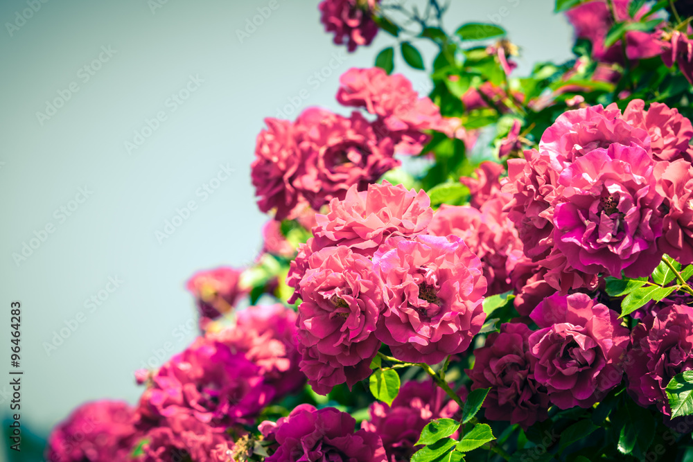 Bush of beautiful roses in a garden