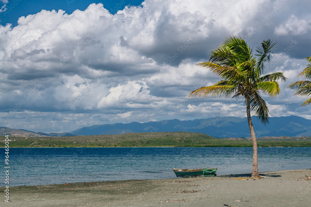 Coconut palm on Black Sand Beach, Caribbean Sea, Dominican Republic Coconut palm on Black Sand Beach, Caribbean Sea, Dominican Republic