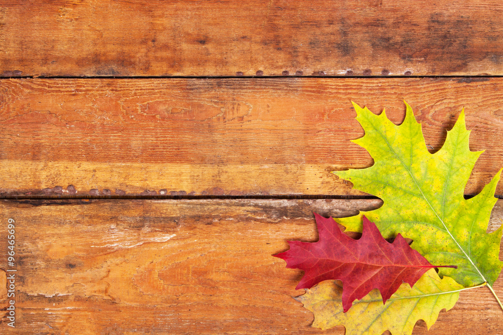 Autumn maple leaves on wood