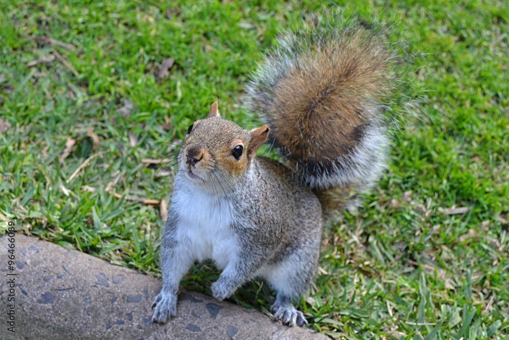 Obraz premium Squirrel