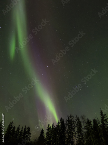 Aurora Borealis  Northern lights  in Alberta  Canada