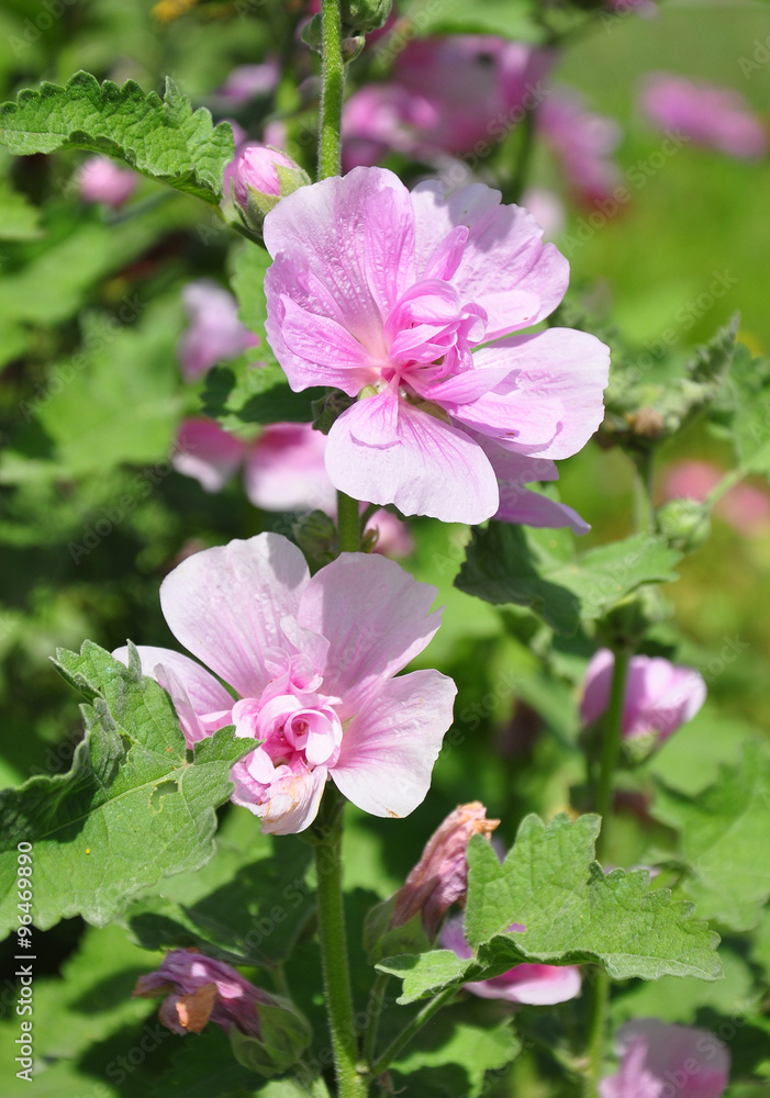 Obraz premium Stockrose (Alcea hybrida)