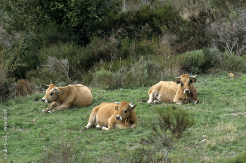 Vache, race Aubrac, Monts de l'Aubrac, 49 photo