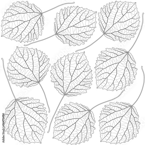 contoured aspen leaves photo
